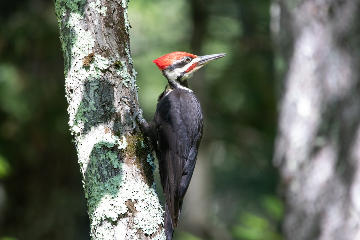 Pileated Woodpecker - ML526936791