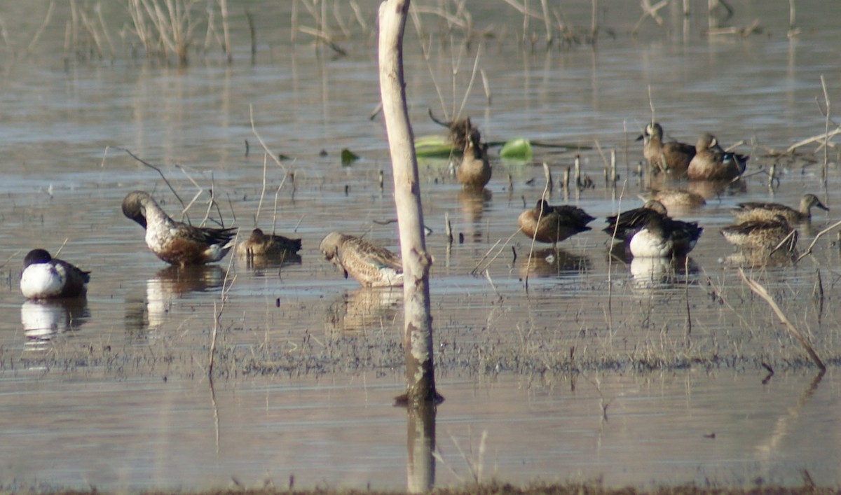 Northern Shoveler - ML526937281