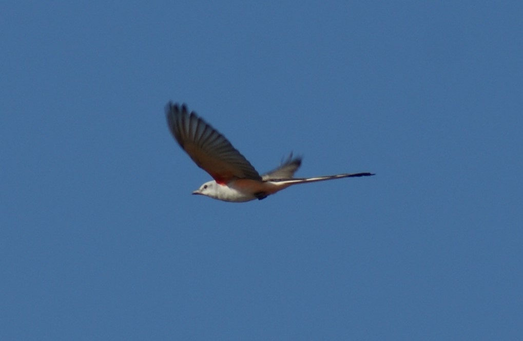 Scissor-tailed Flycatcher - Nestor Herrera