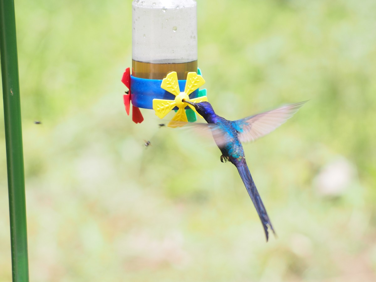 Swallow-tailed Hummingbird - ML52693791