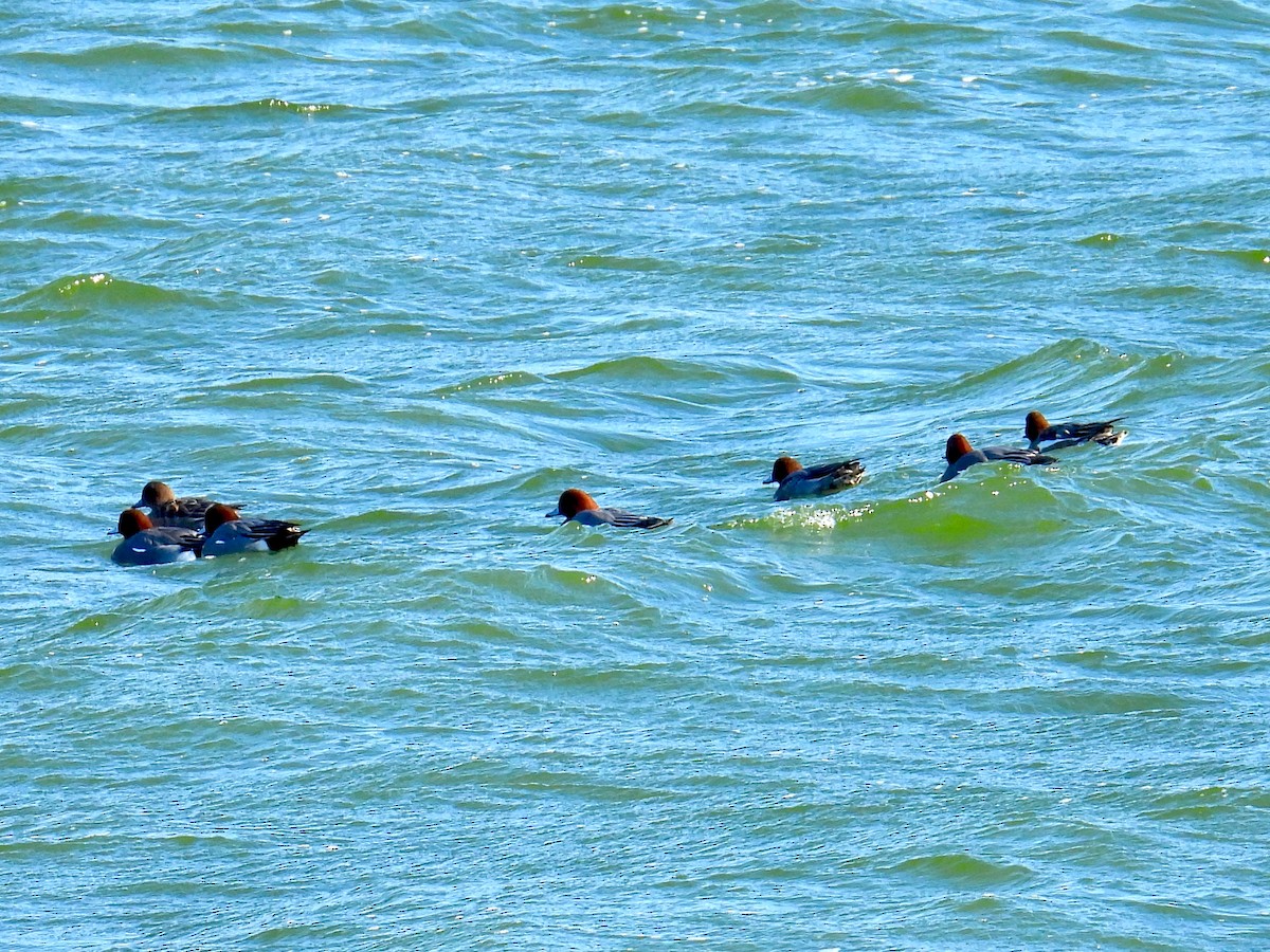 Eurasian Wigeon - ML526937961