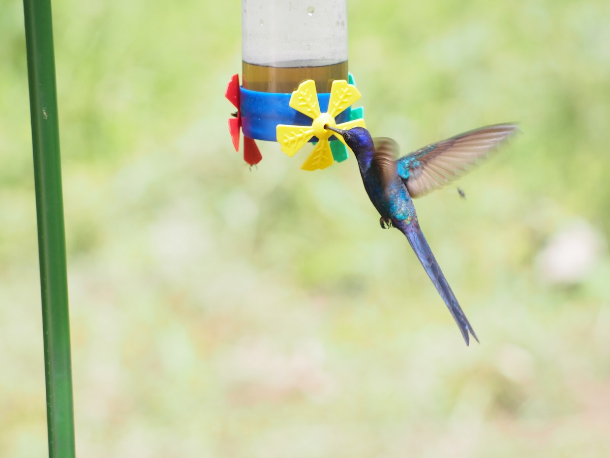 Swallow-tailed Hummingbird - ML52693801