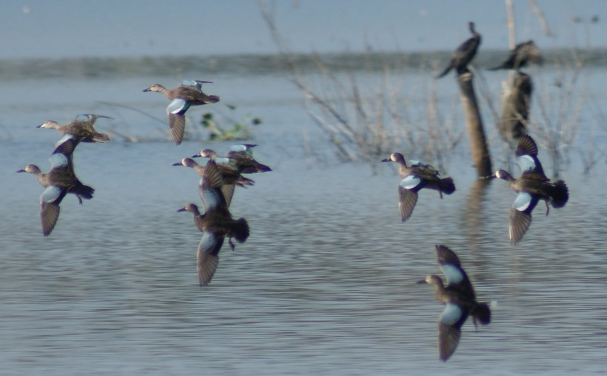 Blue-winged Teal - Nestor Herrera