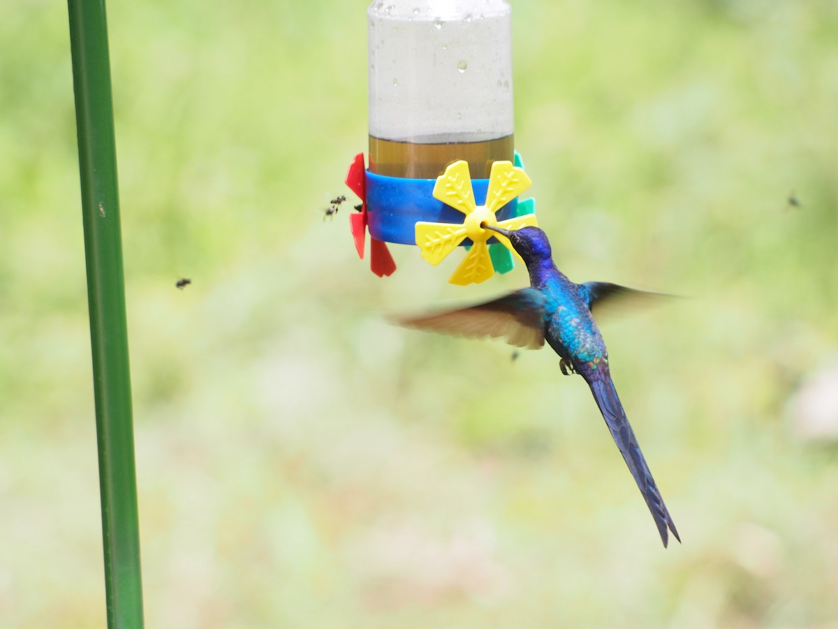 Swallow-tailed Hummingbird - ML52693811