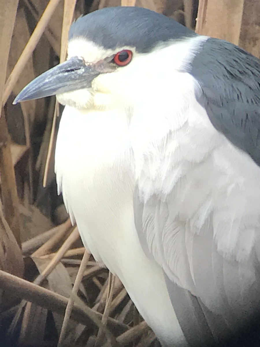 Black-crowned Night Heron - ML52693851