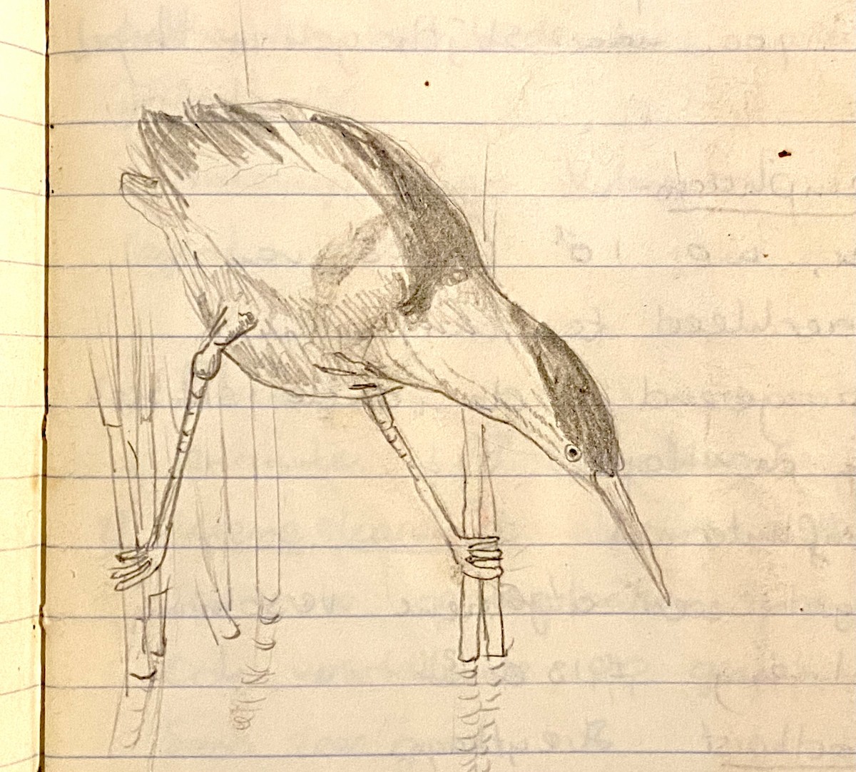 Little Bittern - ML526938741