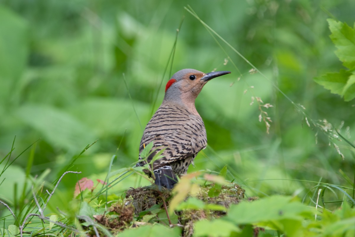 Northern Flicker - ML526939471