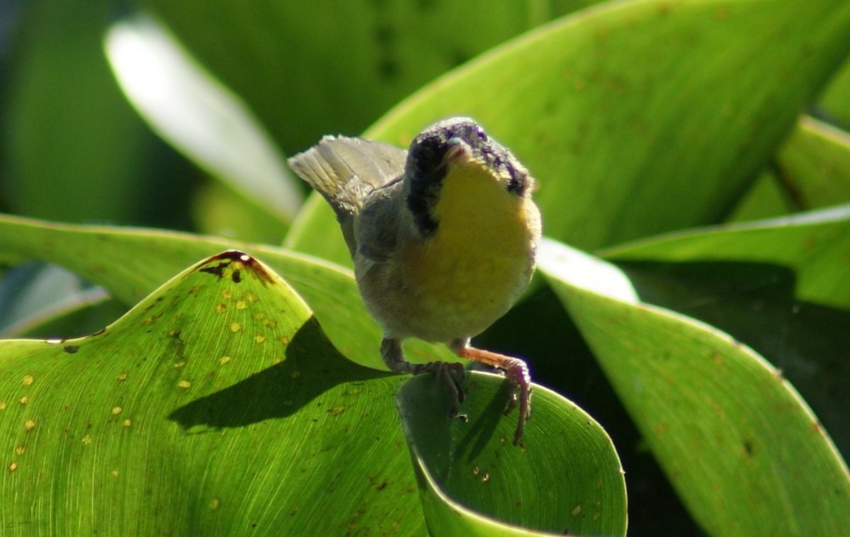 Common Yellowthroat - Nestor Herrera