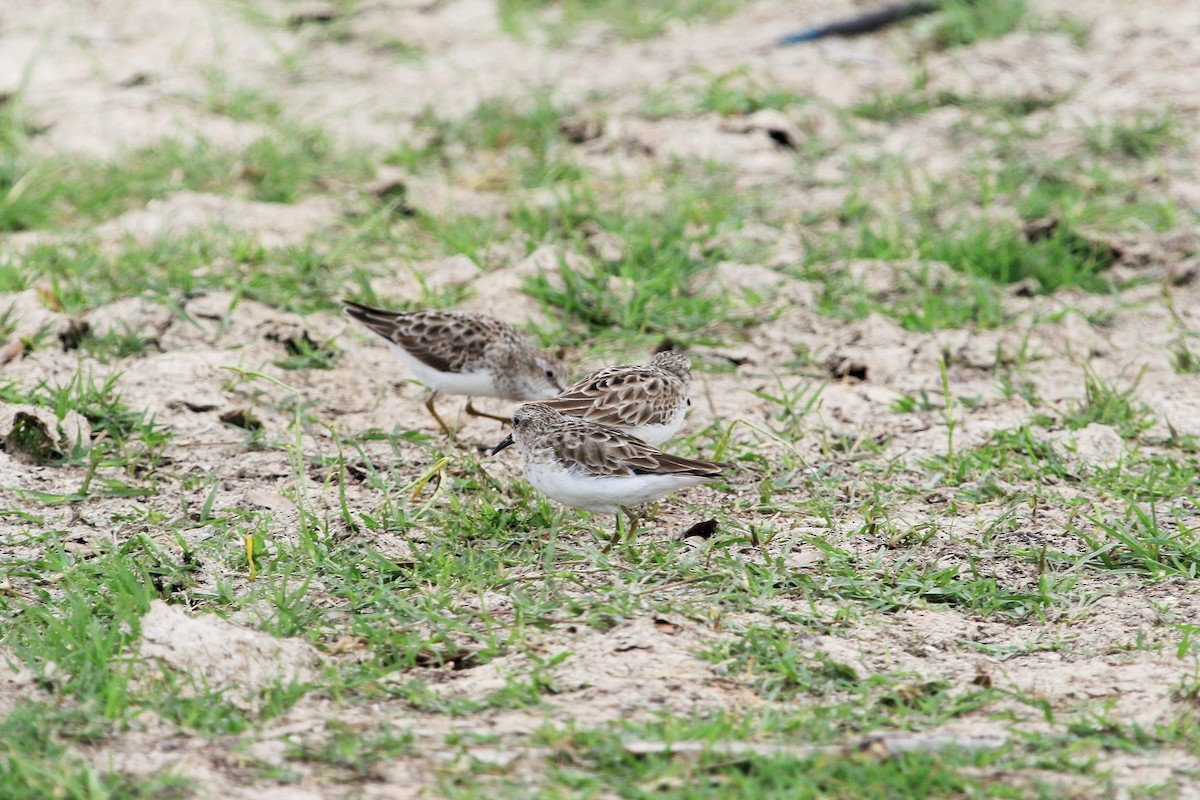 Least Sandpiper - ML52694071