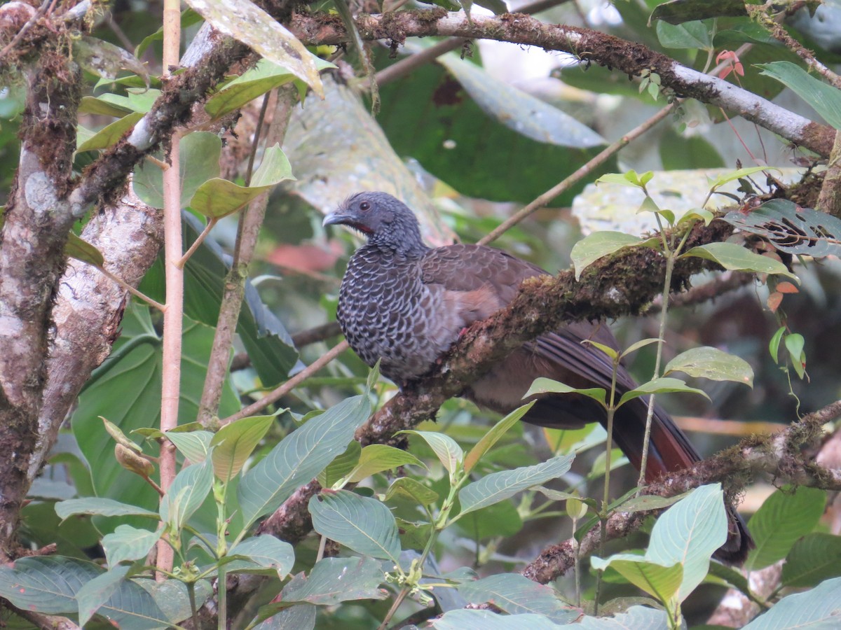 Colombian Chachalaca - ML52694091