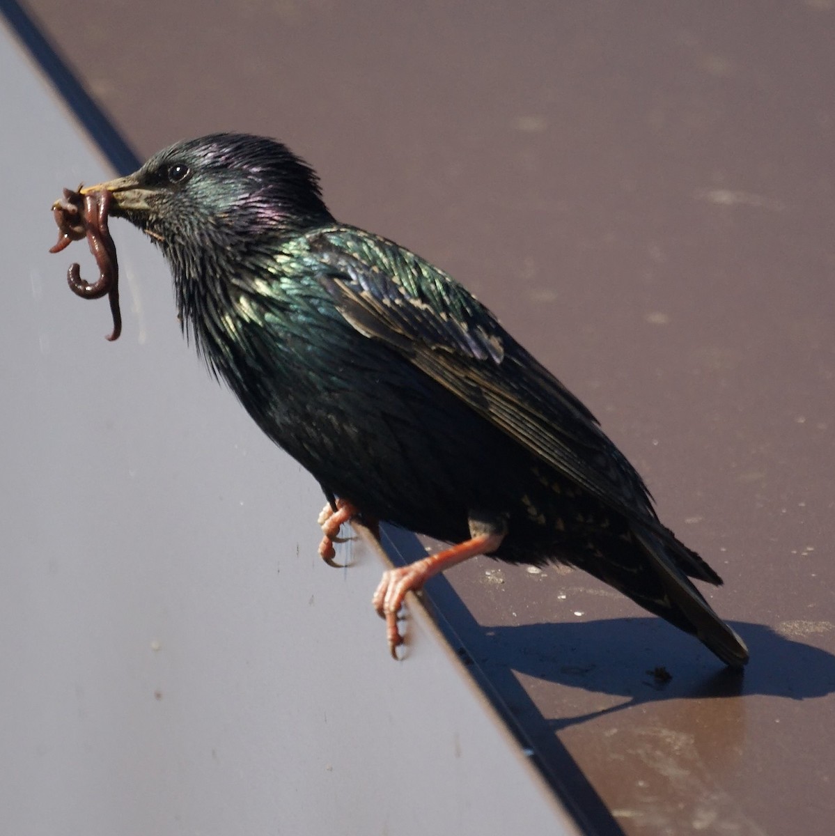 European Starling - ML526941721