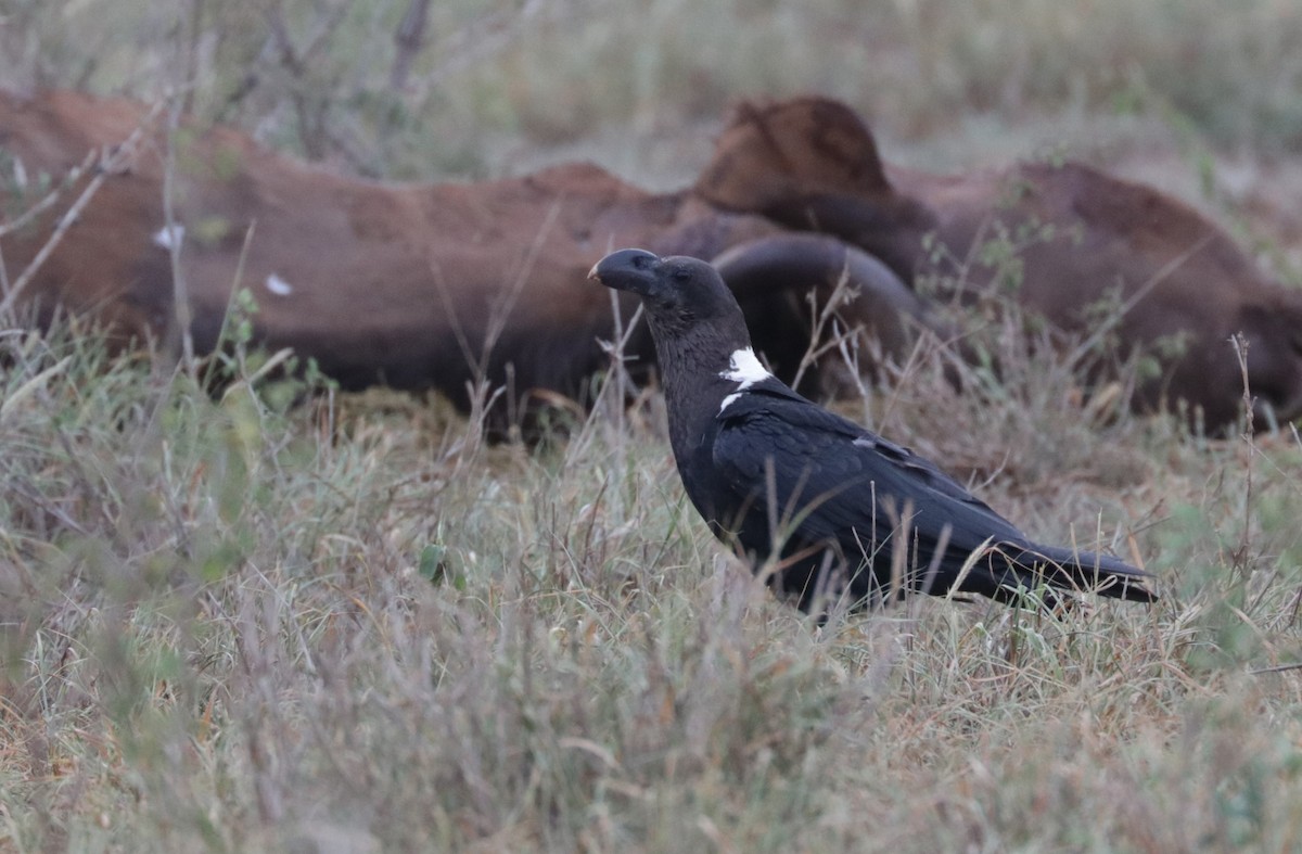 White-necked Raven - Émile Brisson-Curadeau