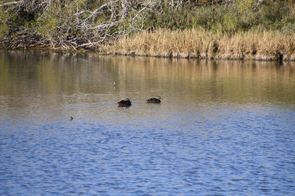 Mottled Duck - ML526942621
