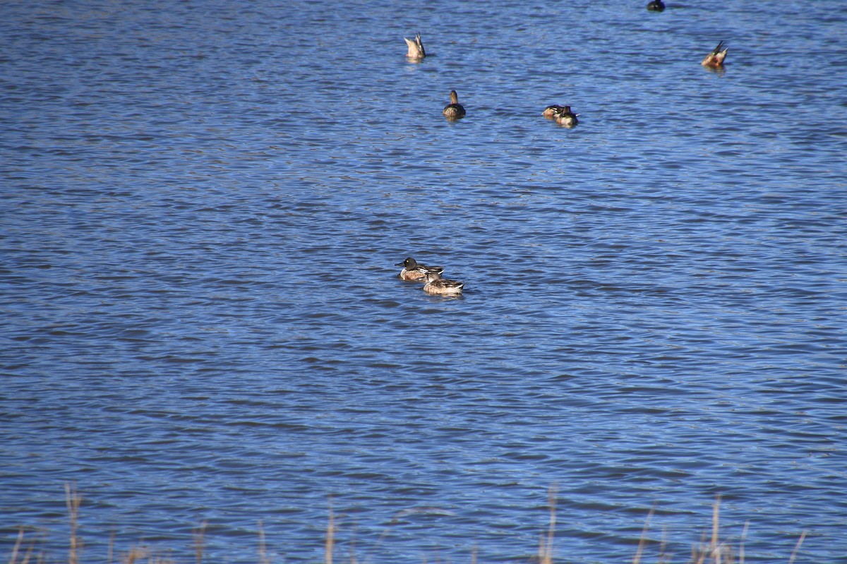 lžičák pestrý - ML526942681