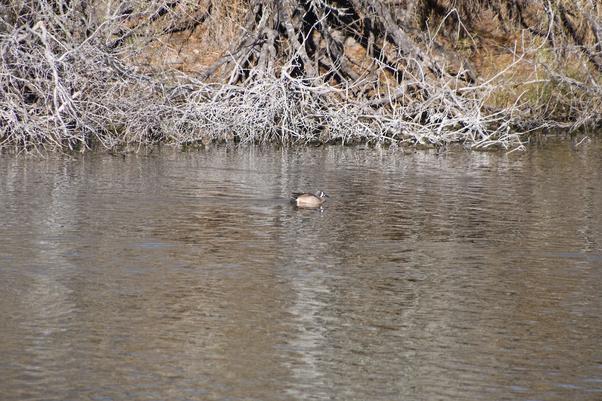 Blue-winged Teal - ML526942731