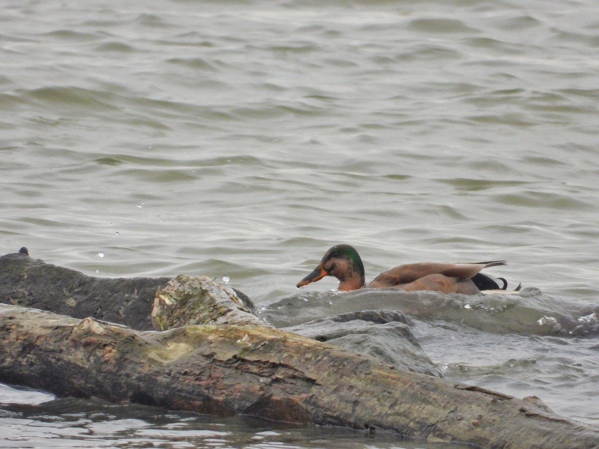 Canard colvert - ML526942881