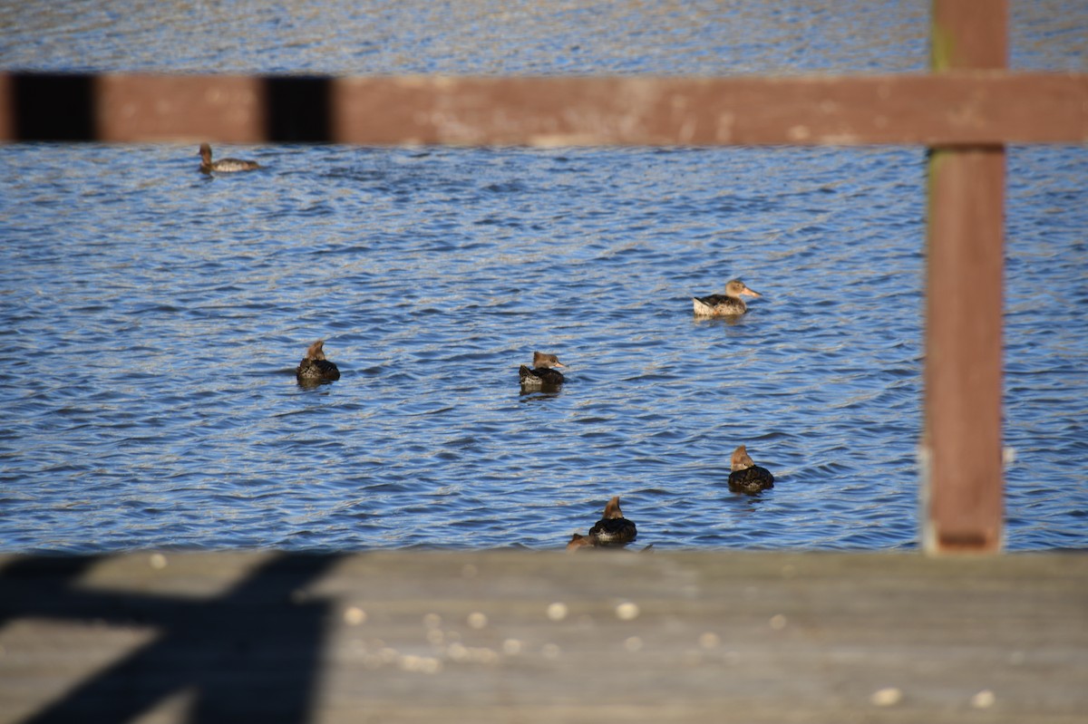 morčák chocholatý - ML526942921