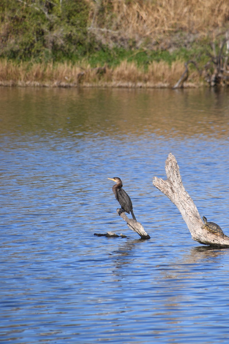 kormorán ušatý - ML526943291