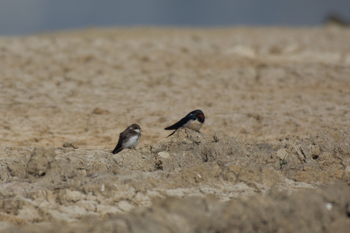 Bank Swallow - ML526944191