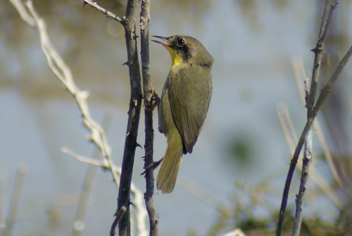 Common Yellowthroat - ML526944361