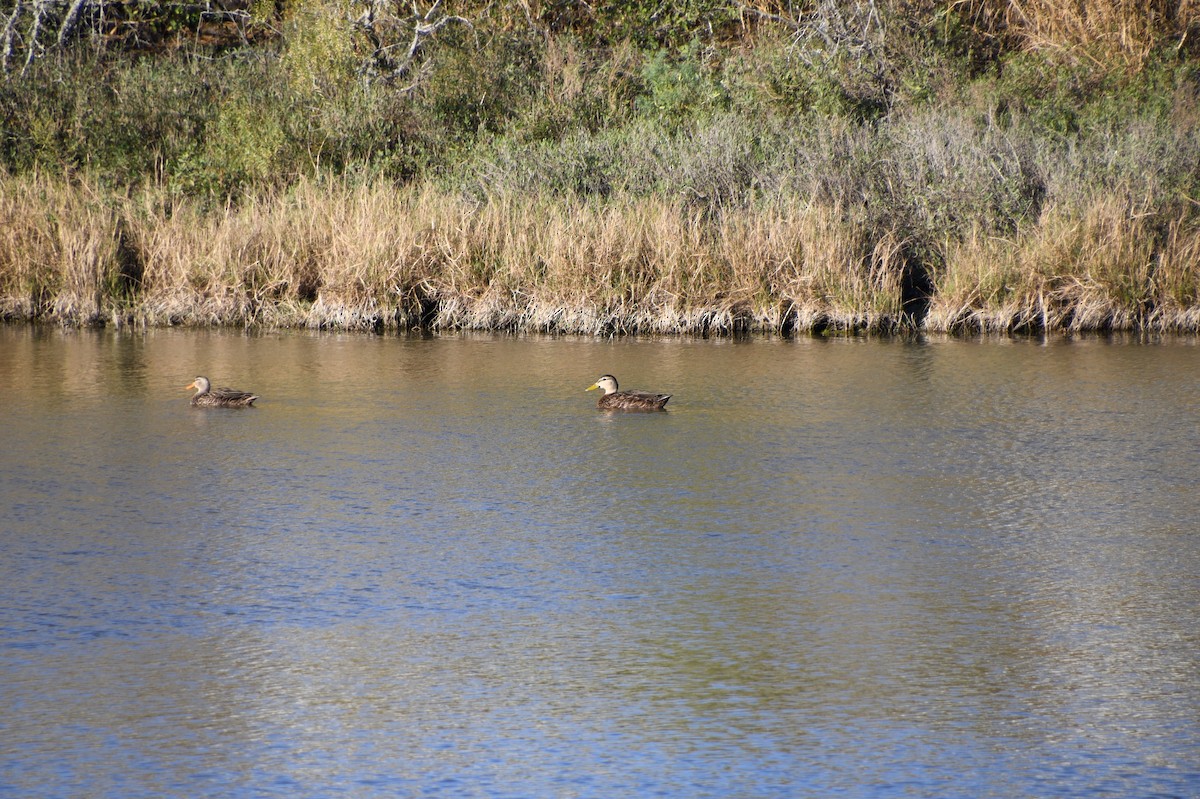 Mottled Duck - ML526944561