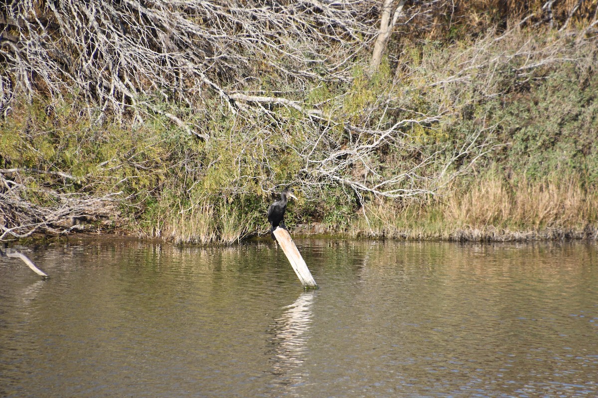 Neotropic Cormorant - ML526944751