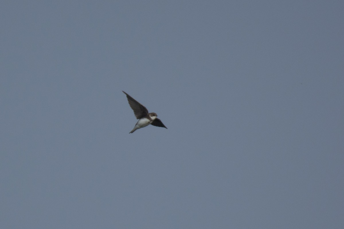 Bank Swallow - ML526945031