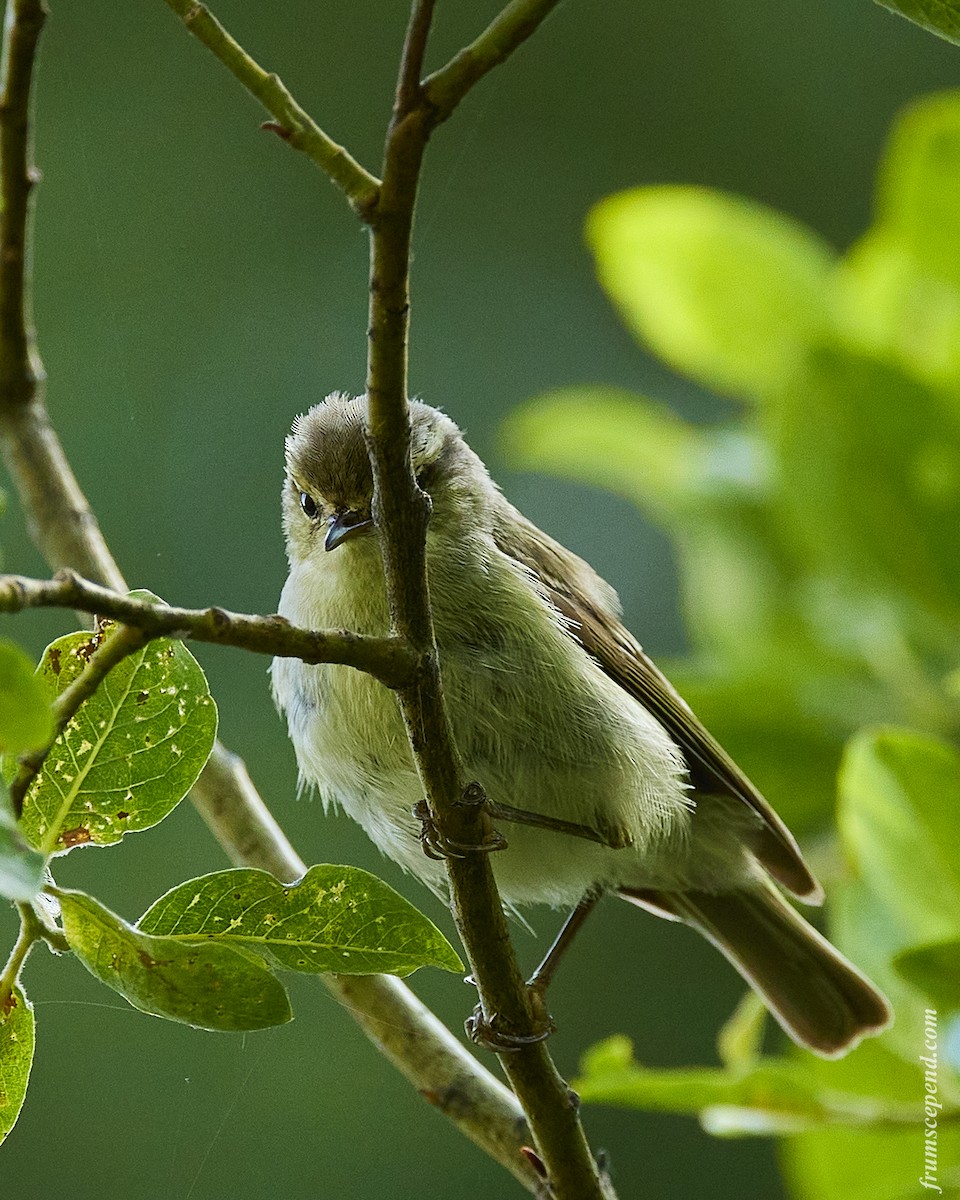 Greenish Warbler - ML526945401