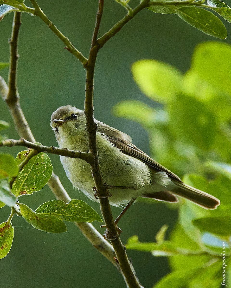 Greenish Warbler - ML526945411