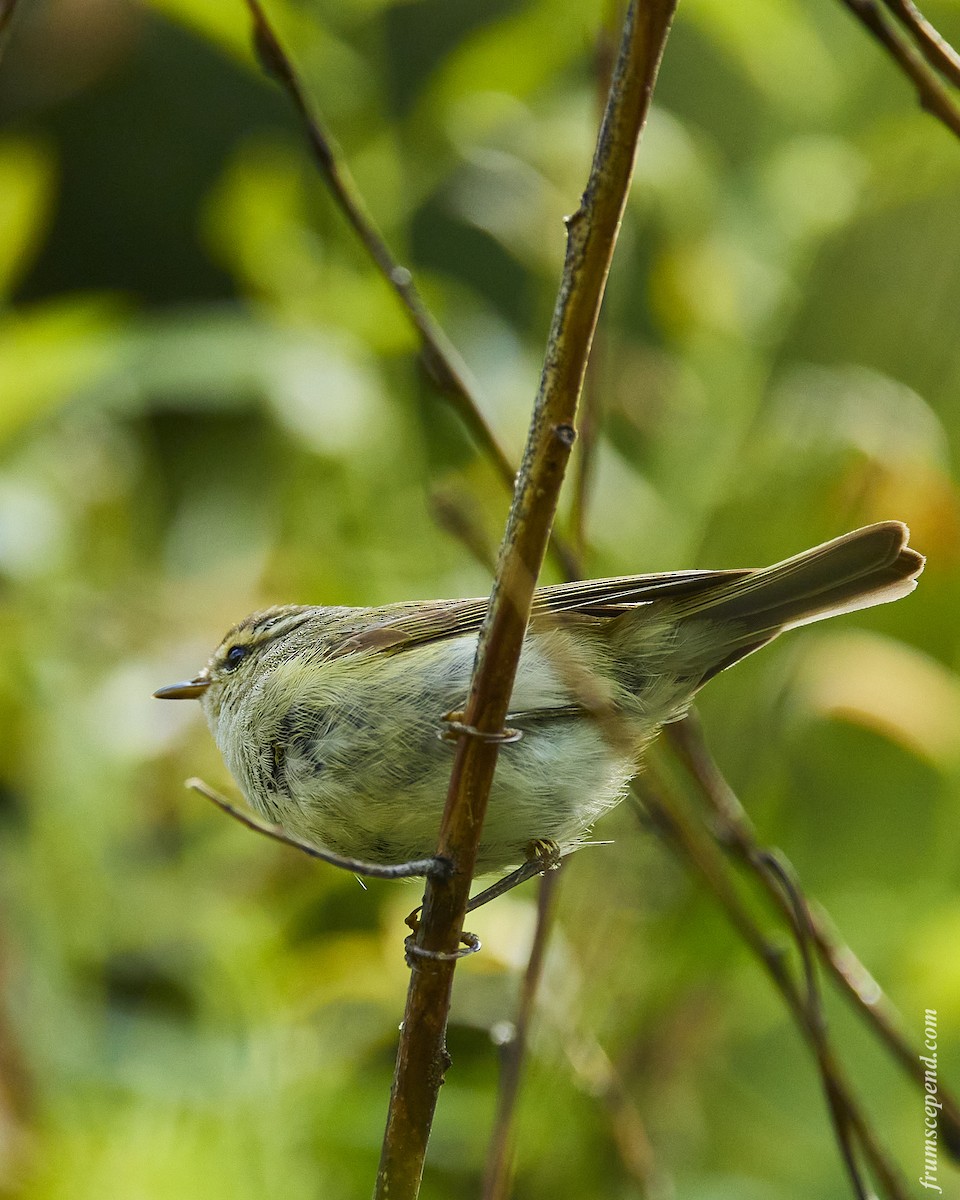 Greenish Warbler - ML526945441