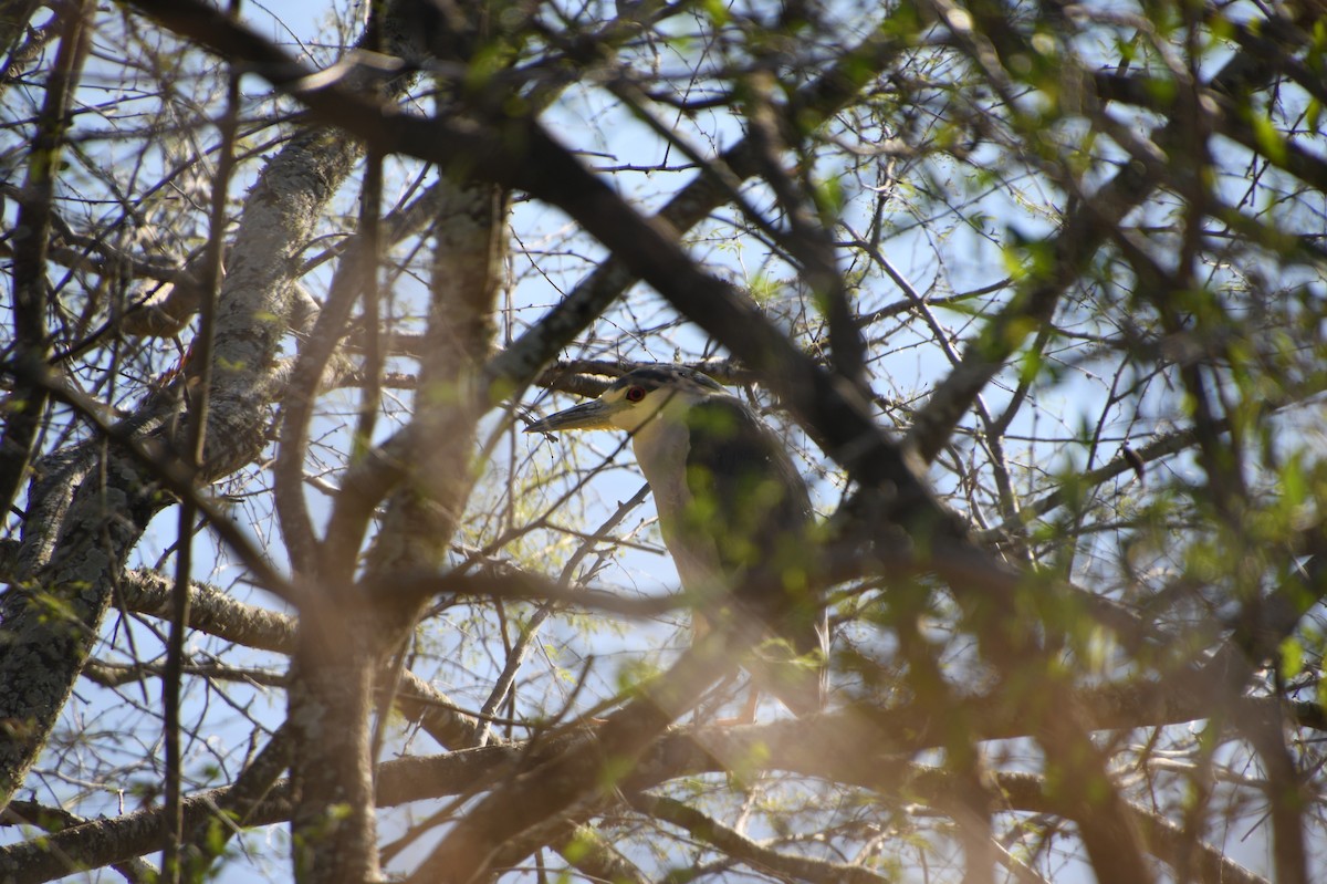 Black-crowned Night Heron - ML526945471