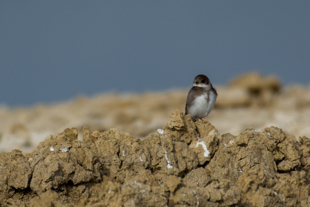 Bank Swallow - ML526945631