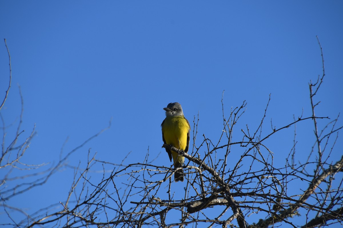 Couch's Kingbird - naaman abreu