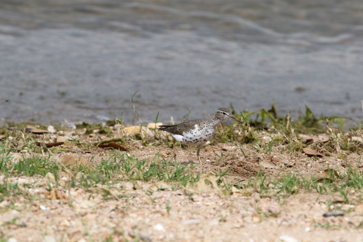 Spotted Sandpiper - ML52694571