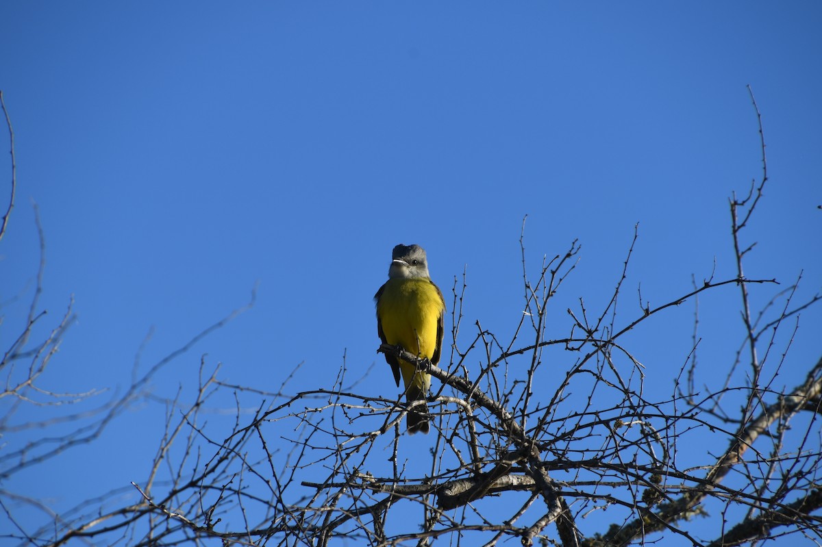 Couch's Kingbird - ML526945781
