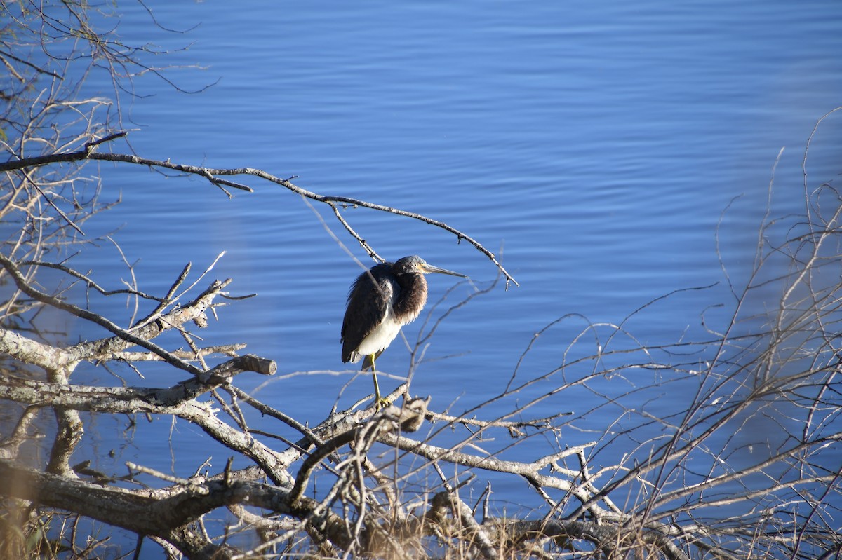 Tricolored Heron - naaman abreu