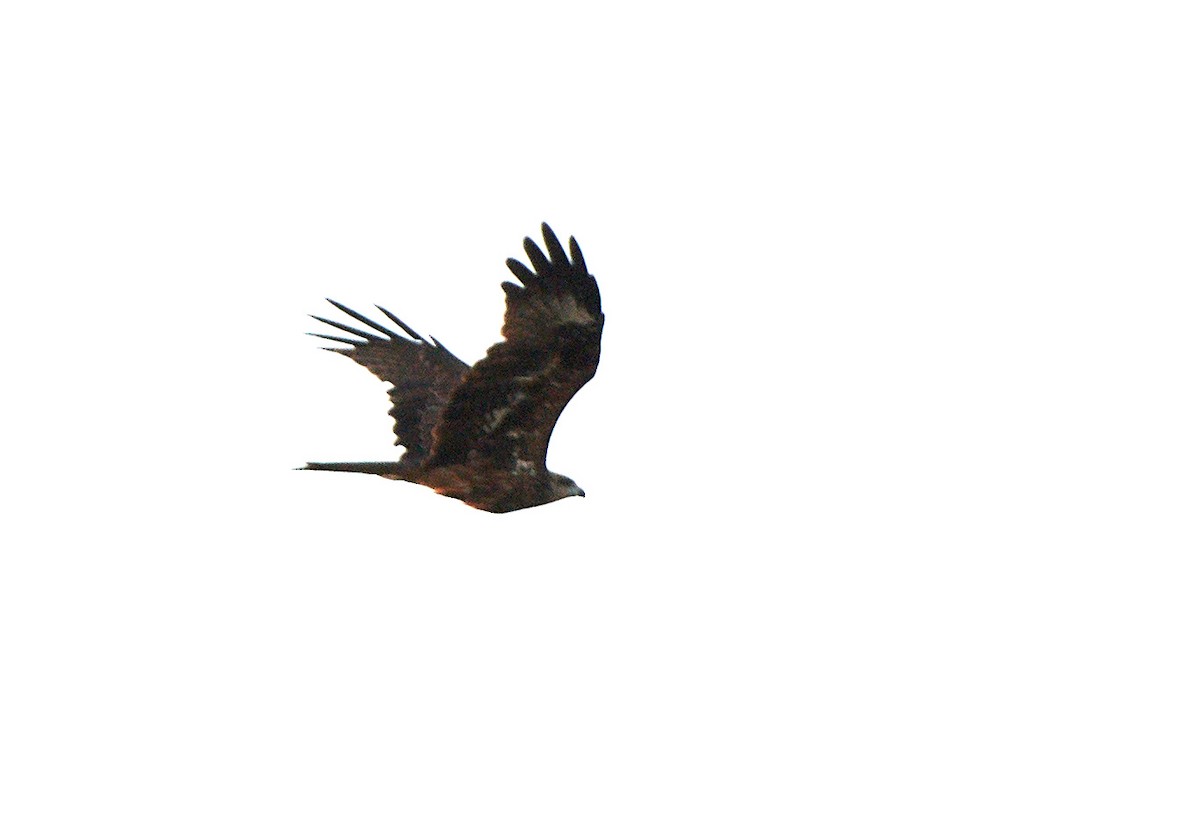 Black Kite - ML526946211