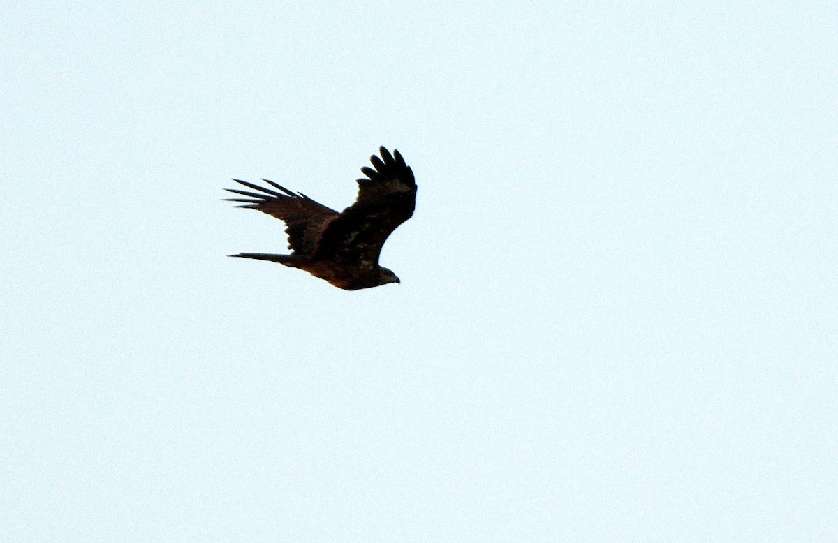 Black Kite - Tomáš Grim