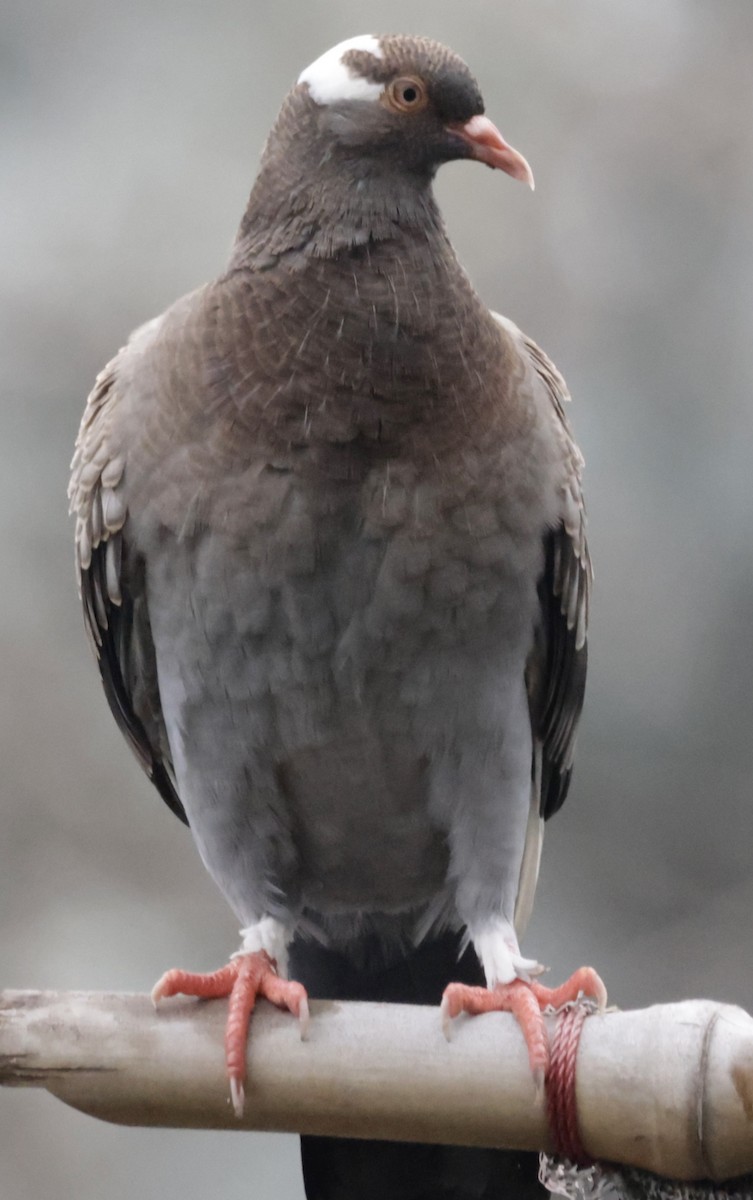 Rock Pigeon (Feral Pigeon) - ML526946271