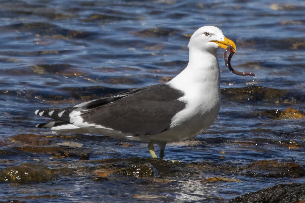 Kelp Gull - ML526946471