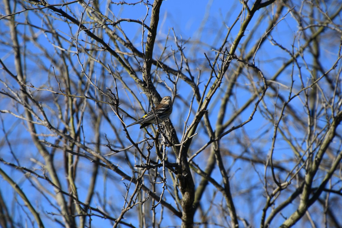 Yellow-rumped Warbler - naaman abreu