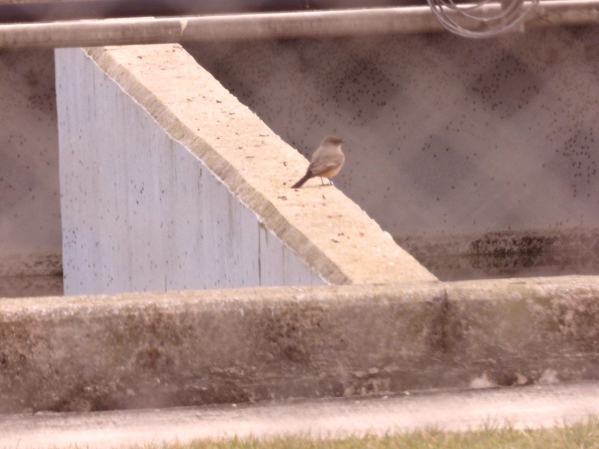 Say's Phoebe - chad ehrhart