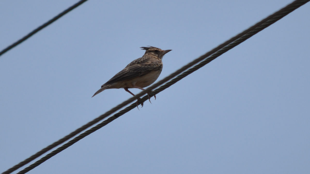 Malabar Lark - ML526947531