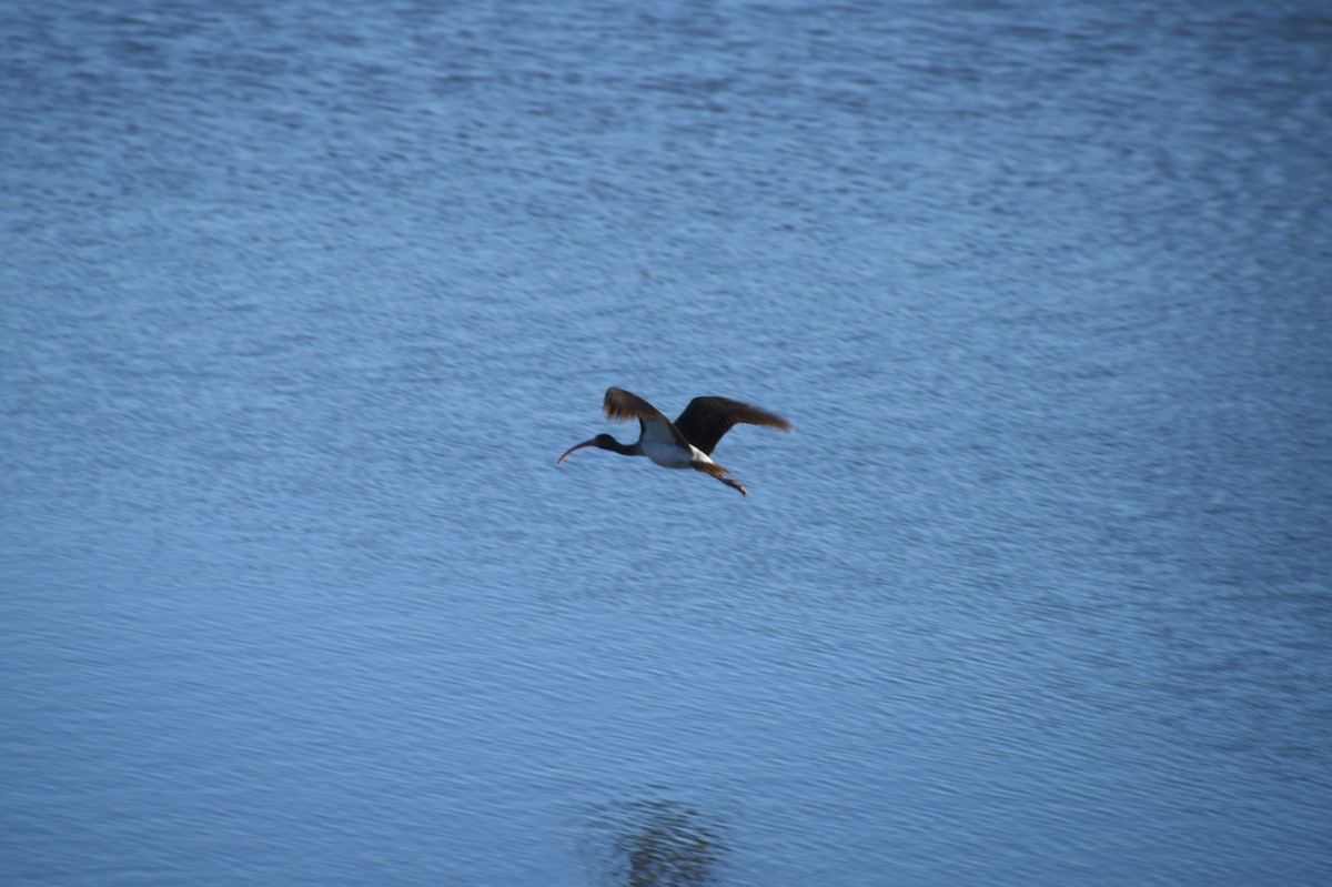 ibis bílý - ML526948421