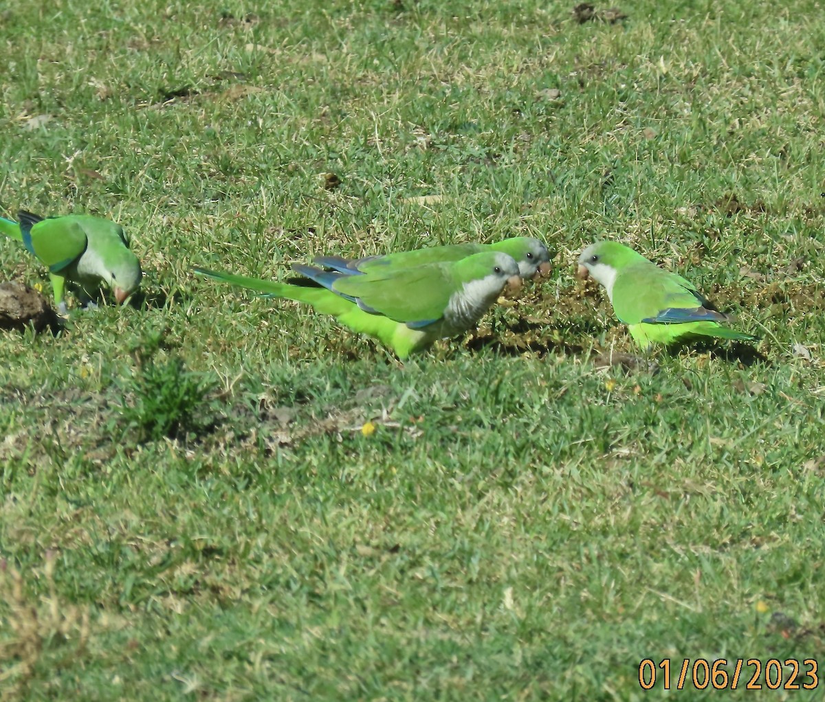 Monk Parakeet - Rod MacKenzie