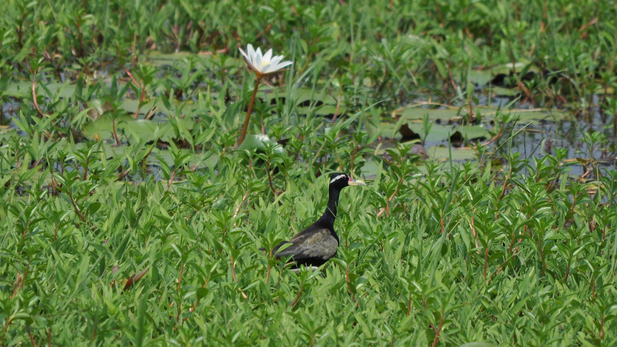 Bronze-winged Jacana - ML526948871