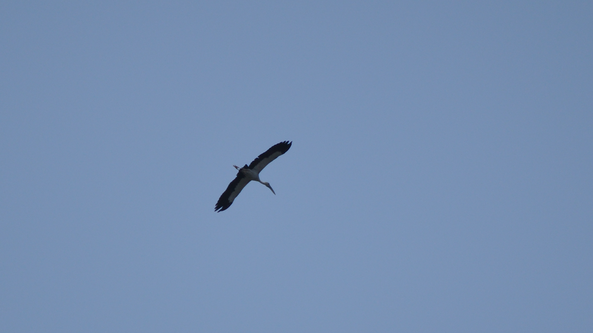 Asian Openbill - ML526949011