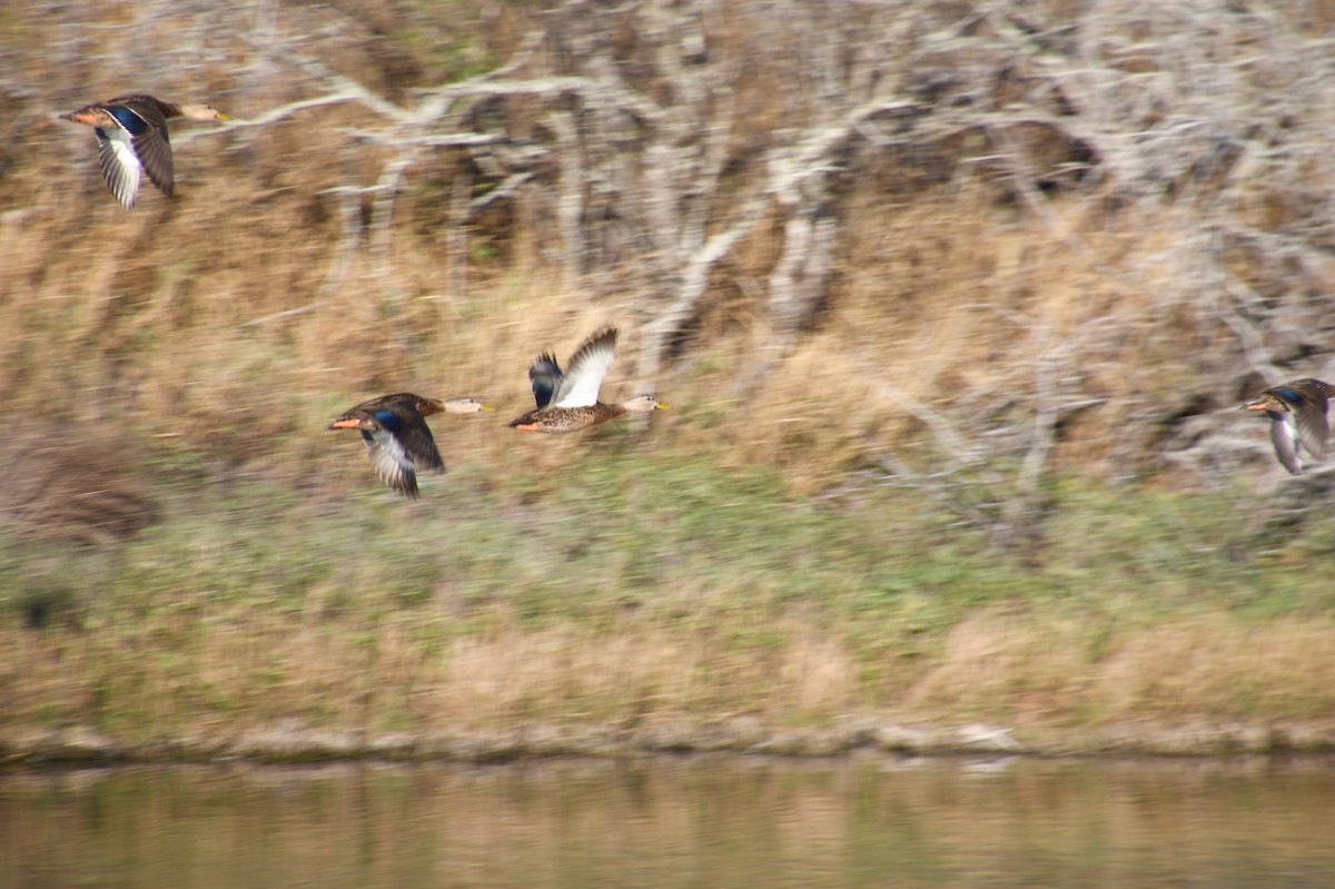 Mottled Duck - ML526949071