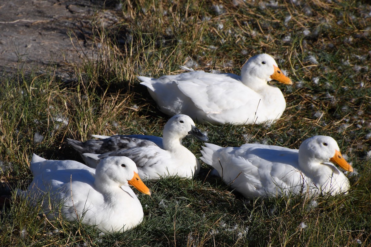duck sp. - naaman abreu