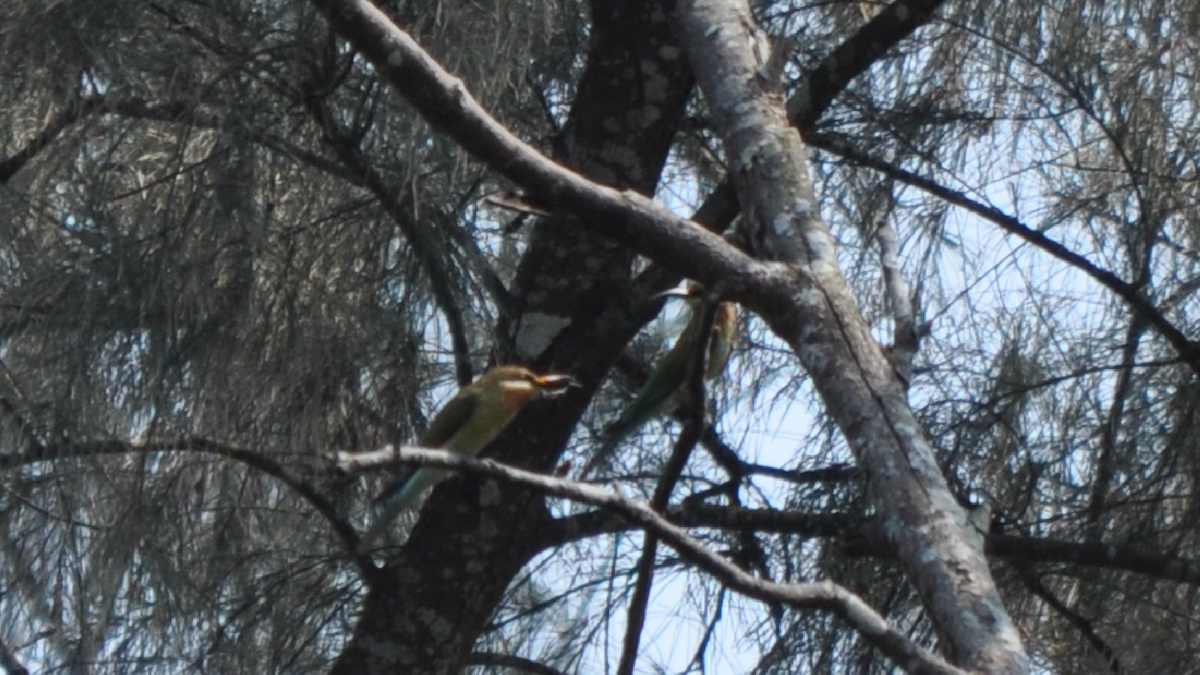 Blue-tailed Bee-eater - ML526949241